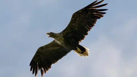 Getty Images A white-tailed eagle flies across the sky, with its wings full spread.