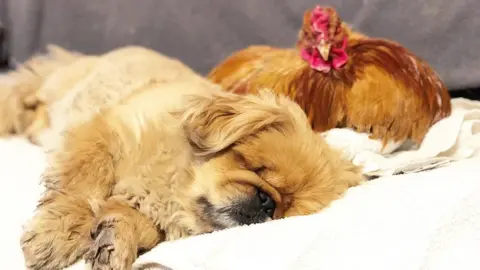 Happy Pants Ranch One-eyed dog Stravros loves being with his chicken friend