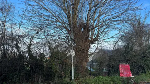 John Devine/BBC A horse chestnut tree about 9m (30 ft) high the tree is just behind a 1.5m (5ft) high black metal fence, there is a red banner, the wording to small to read highlighting the fact Mrs Harwin is trying to save it, buildings behind the tree are part of the Neale-Wade Academy, a large secondary school in March.