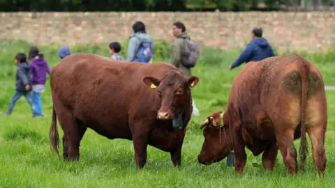 PA Media Two dark brown/reddish cows are grazing on green grass. They have cowbell-type collars on and there are people walking across the common behind them