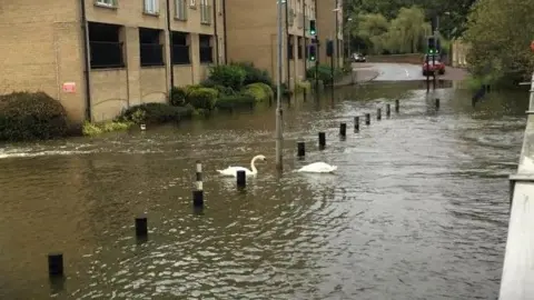 BBC Two swans on a flooded road by a block of flats