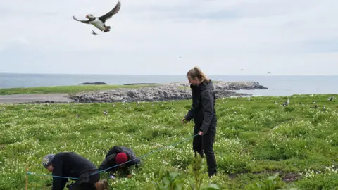 PA Media Rangers on the inner Farne Islands, Northumberland, England check burrows during the first full puffin count in five years
