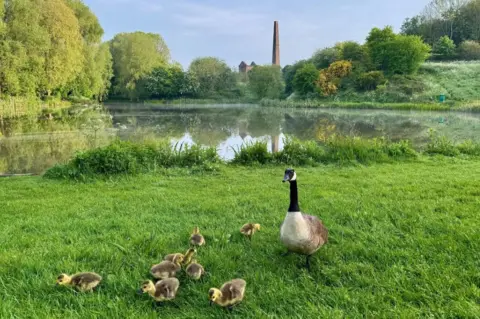 Early Bird Duck family