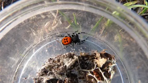Buglife Ladybird Spider