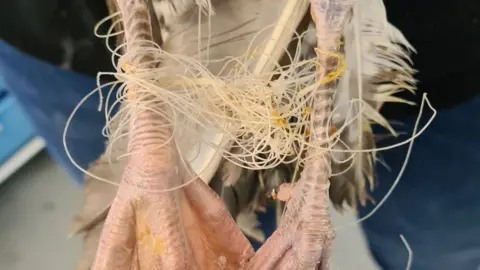 Bird aid Fishing line is a common cause of injuries for the birds