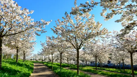 Getty Images Tai haku cherry trees