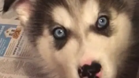 Teresa Aldred Husky puppy