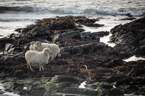 BBC North Ronaldsay sheep eating seaweed