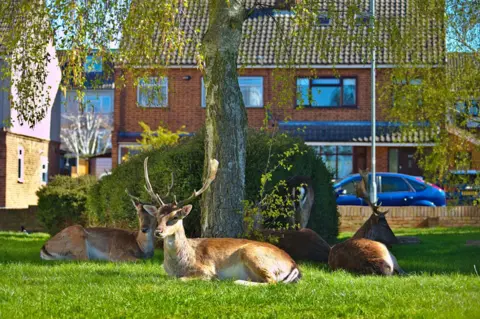 Alex Sarzi-Sartori Deer rest on a housing estate