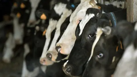 Getty Images Cows wait before leaving for pasture grazing in Florian Couillaud's organic dairy farm near Nantes, in Brittany