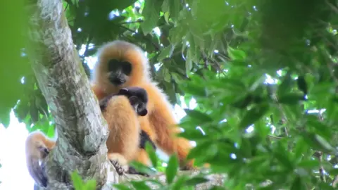 Jessica Bryant ZSL Female gibbon with baby