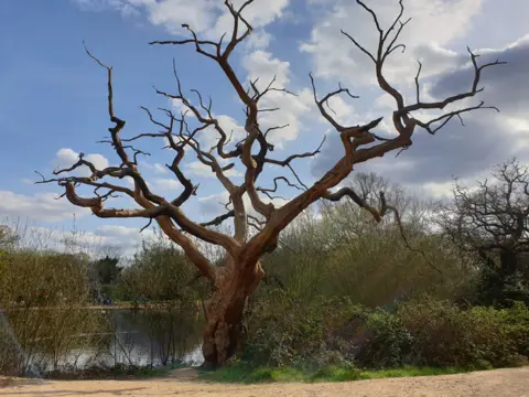 Caroline Jones Tree with bare branches near water, below a partly overcast sky