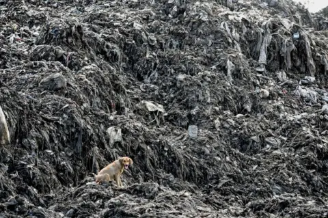 AFP A picture taken on June 3, 2018, shows a dog siting by heaps of plastic waste at Kibarani dump site in Mombasa. On June 5, 2018 the United Nations mark the World Environment Day which plastic pollution is the main theme this year.