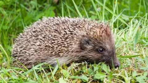 Science Photo Library Hedgehog - generic