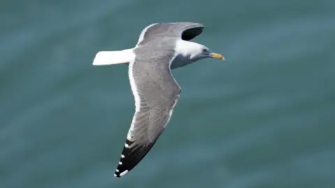 Nick Upton/National Trust Images Lesser black-backed gull