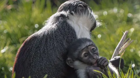 Chester Zoo/PA Media Roloway monkey Masaya holds her newborn Lagertha who is facing the camera. They are sitting in long grass at Chester Zoo on a sunny day.