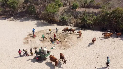 Zimbabweans dig for water where a river once flowed