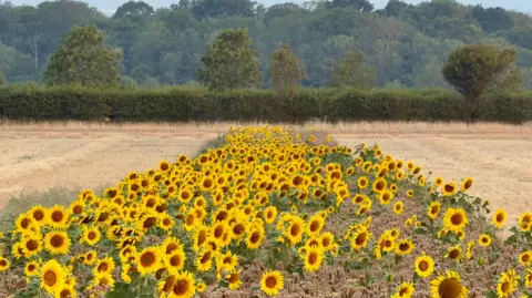 Shurlock Homes A strip of bright yellow sunflowers grows through the centre of a brownfield. There is a green hedge and trees behind and a blue sky.