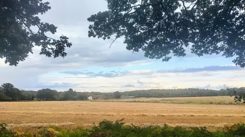 Space Walker A field of wheat is framed by two trees and sits under a mostly cloudy but bright sky