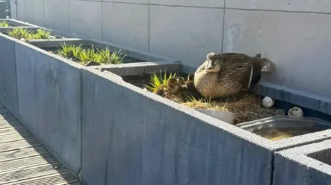 Donna Wilson A mum and her ducklings hatched in a plant pot on a terrace. Rows of plant pots in rectangular grey stone pots can be seen along a wall with grass inside. In one of them is a mother duck with her ducklings cosied up next to her. A few eggs can be seen next to her as the ducklings had just hatched.