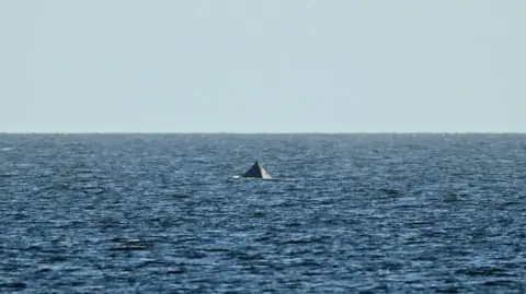 Reuters A whale peeps out of the sea
