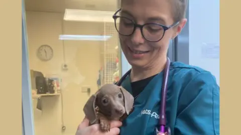 Ravens Rescue Tiny beige-coloured Comet is in the arms of a female vet in a blue uniform. The vet has tied-back blonde hair, glasses and a a purple stethoscope around her neck.