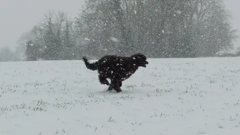 RedFirebird/Weather Watchers Dog in the snow
