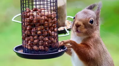 A red squirrel next to a nut feeder, the squirrel is looking in the direction of the camera.