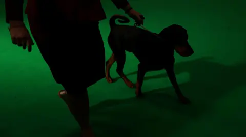 The silhouette of a dog and an owner against a green ring at Crufts 