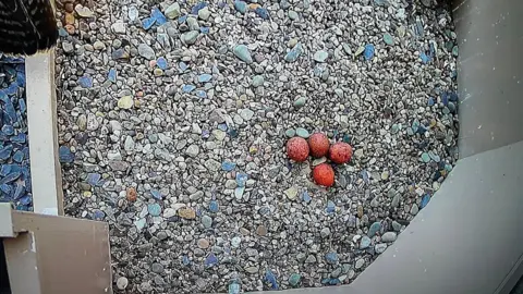 Pershore Abbey A batch of four red coloured eggs in the centre of a stone nest.