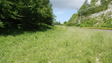 Kent Wildlife Trust A green verge by the side of a road with long grass and flowers. 