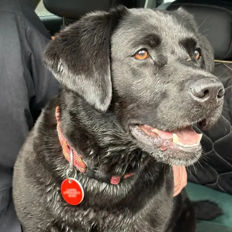 poppy - Black dog sitting on a car seat, mouth open and wearing a red collar.