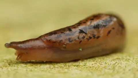 PA A close up photo of a brown common slug