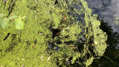 Owen Sennitt/BBC A massing of weed can be seen in a river, with debris and dead fish caught up in it, floating on the surface
