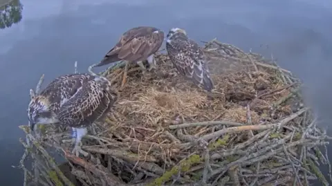 Three ospreys in a nest made of twigs which sits above a smooth water surface

