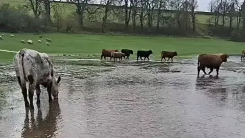 Cameron Farquharson View from Cameron Farquharson's quad as he herds his cattle through the flood water on his farm
