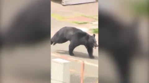 A black bear running next to a fence.