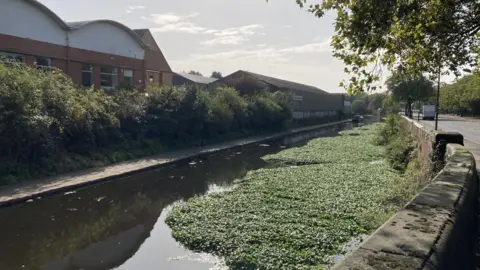The Canal and River Trust Floating Pennywort on a canal