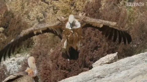 El Pais/YouTube Tagged griffon vultures in Spain