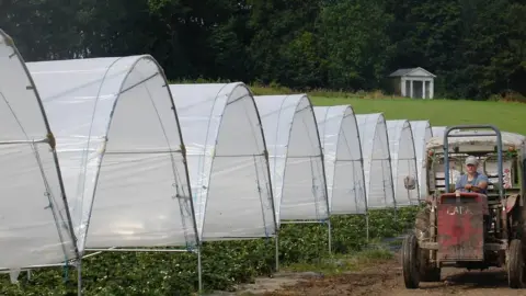 Starkeys Fruit growing polytunnels