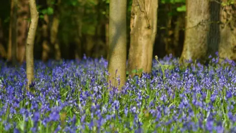 Sarah Walker Bluebells in Besselsleigh