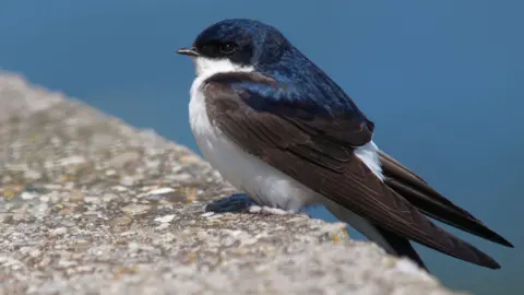 Common house martin (Delichon urbicum) 