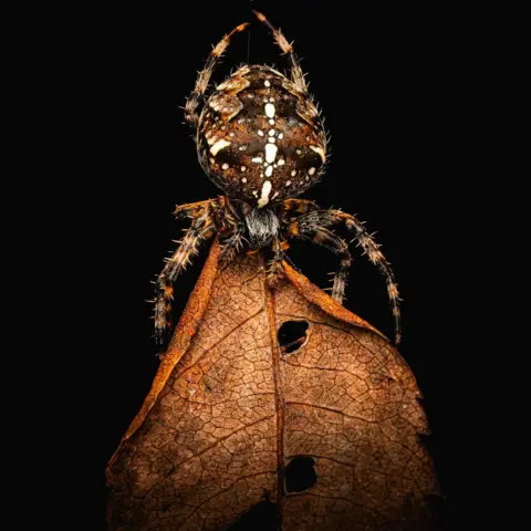 Kiran Simpson The spider has a large stripy abdomen and legs. It looks like it is eating a brown leaf caught in its web. The scene is photographed against a black background.