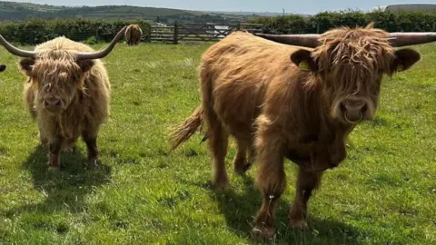 A pair of Highland cattle in a grassy field. They are looking towards the camera.