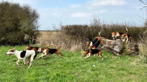 A pack of fox hounds jumping over a huge log in a field as they all run in the same direction.
