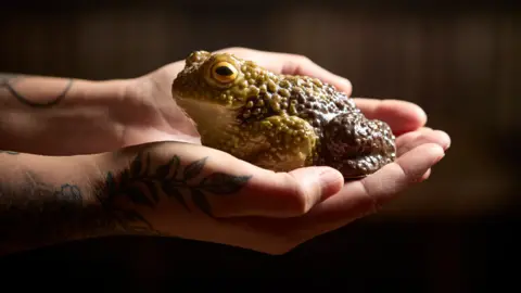 Sarah Hardy A green toad which is held in the palm of someone's hands. However, this toad is not a real creature, instead it has been moulded and then sculpted out of chocolate and painted. 