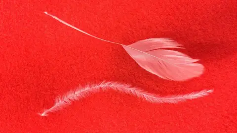 Feathers