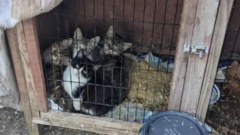 Four kittens look up at the camera from inside a rabbit hutch full of dirt.