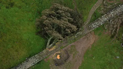 EPA-EFE/REX/Shutterstock An overhead shot of the tree lying across the wall, with its bright orange stump clearly visible next to it