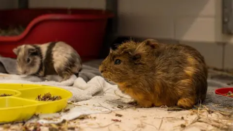 Blue Cross Two guinea pigs are pictured near one another. The guinea pig in the foreground is a brown/tortoise shell colour, while the other is grey with a black stripe down its middle and around its neck. They are standing close to a yellow food dish. 